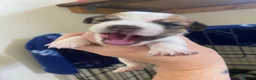 Jack Russell dogs for sale: Jack Russel terrier mix puppies not pure!  - Advert 8