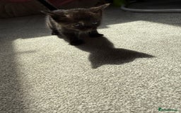 RagaMuffin cats for sale: Ragamuffin kittens  - Image 33