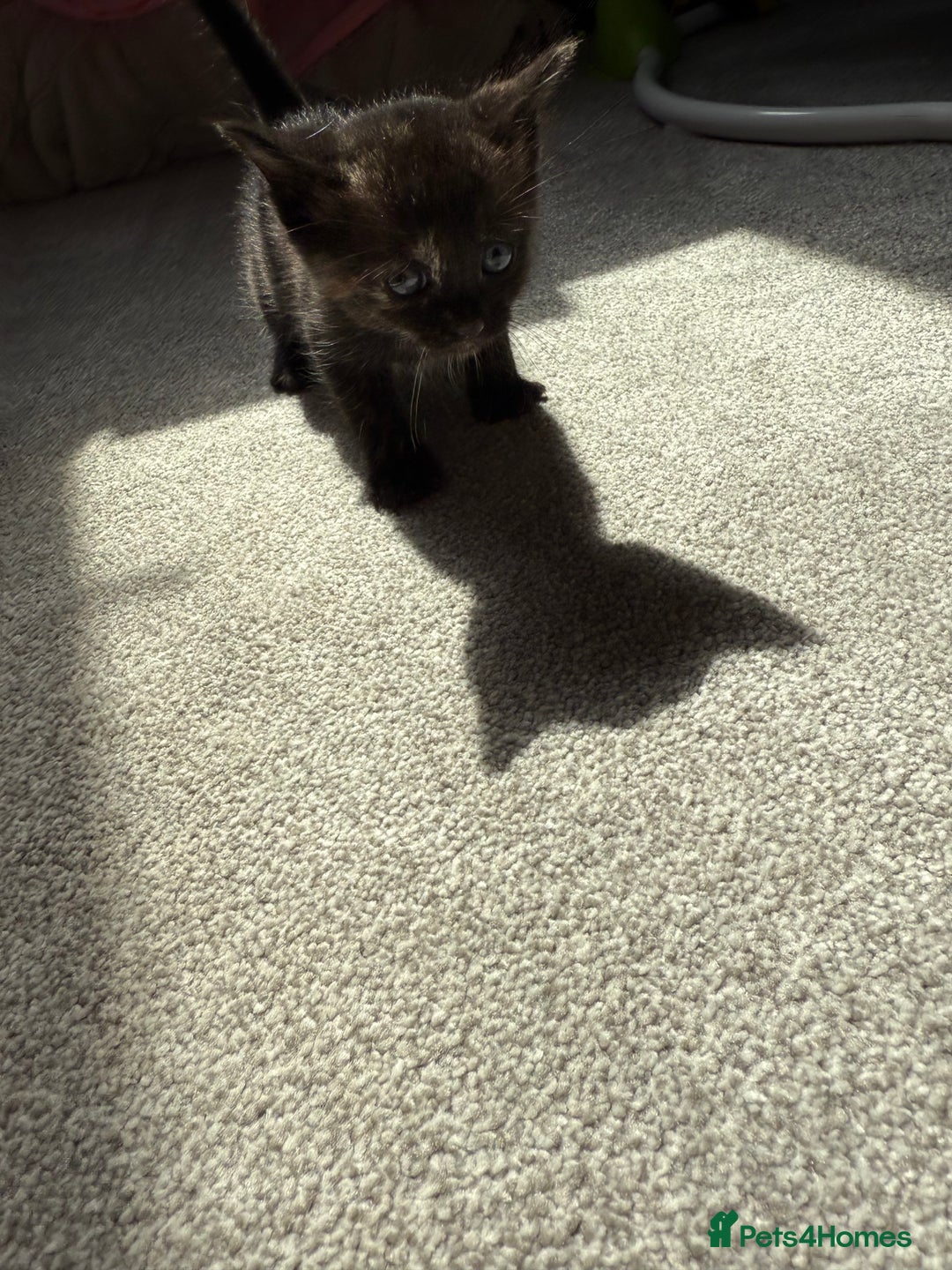 RagaMuffin cats for sale: Ragamuffin kittens  - Image 33
