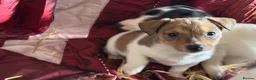 Jack Russell dogs for sale: Jack Russell puppies ready now  - Advert 9