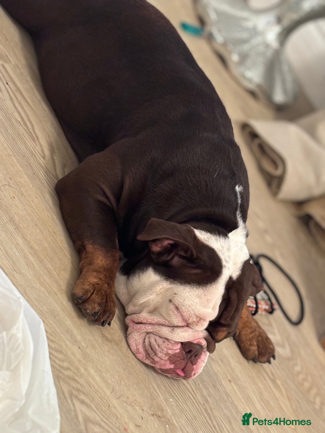 English Bulldog dogs for sale: English bulldog - Female, 3 years old  - Advert 7