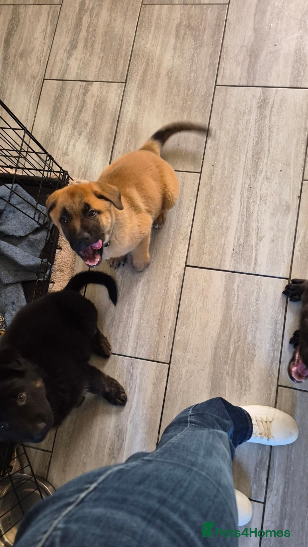German Shepherd dogs ready now only 2 grils  left shepkita puppies  - Advert 5