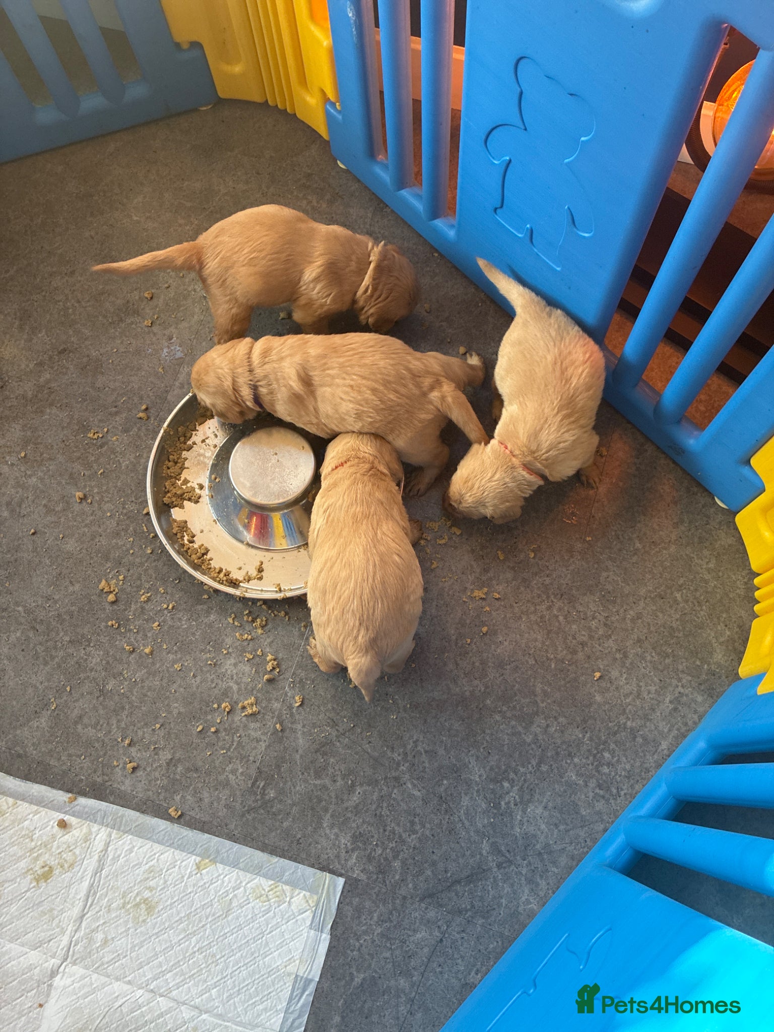 Labradoodle dogs Adorable Labradoodles – 3 boys left, family raised - Advert 2