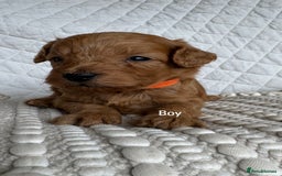 Cavapoo dogs for sale: Beautiful Red F1b Cavapoo Puppies - Advert 21