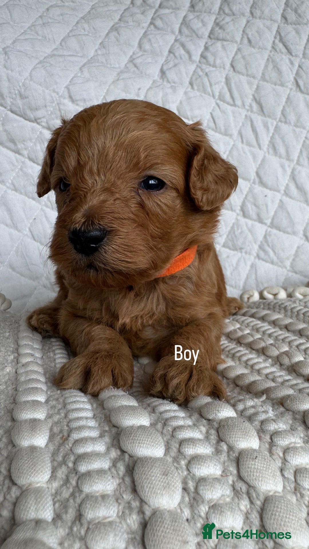 Cavapoo dogs for sale: Beautiful Red F1b Cavapoo Puppies - Advert 21