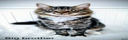 Bengal cats for sale: Snow Bengal Maine coon mixed moggies - Advert 20