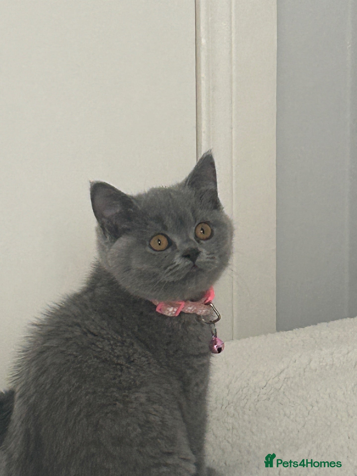 British Shorthair cats  Stunning Full pedigree BSH KITTENS ( GCCF REG )  - Advert 1