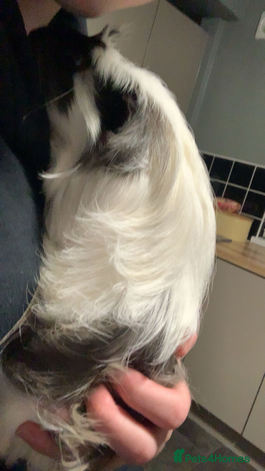 Guinea Pig rodents for sale: Male Guineapigs for sale  - Image 2