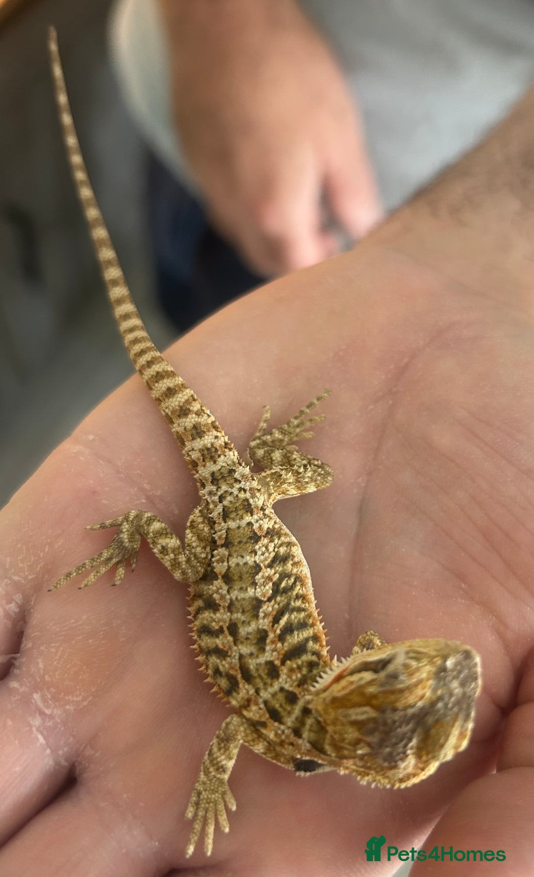 Bearded Dragon reptiles for sale: 15 Baby dearded dragons - Image 5