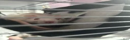 Rat rodents for sale: 2 Rats, Cage + Accessories included in Selby - Advert 4