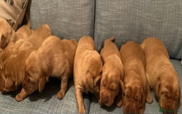 Labrador Retriever dogs for sale: Fox Red, Health Tested, KC Reg Lab Puppies - Advert 7