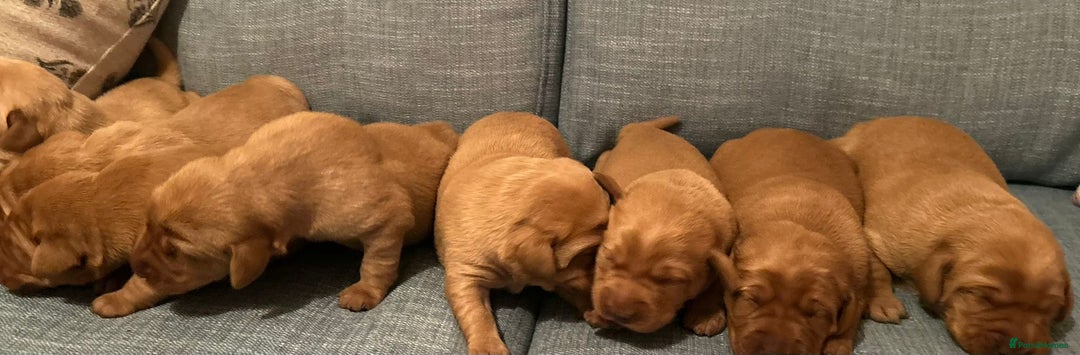 Labrador Retriever dogs for sale: Fox Red, Health Tested, KC Reg Lab Puppies - Advert 7