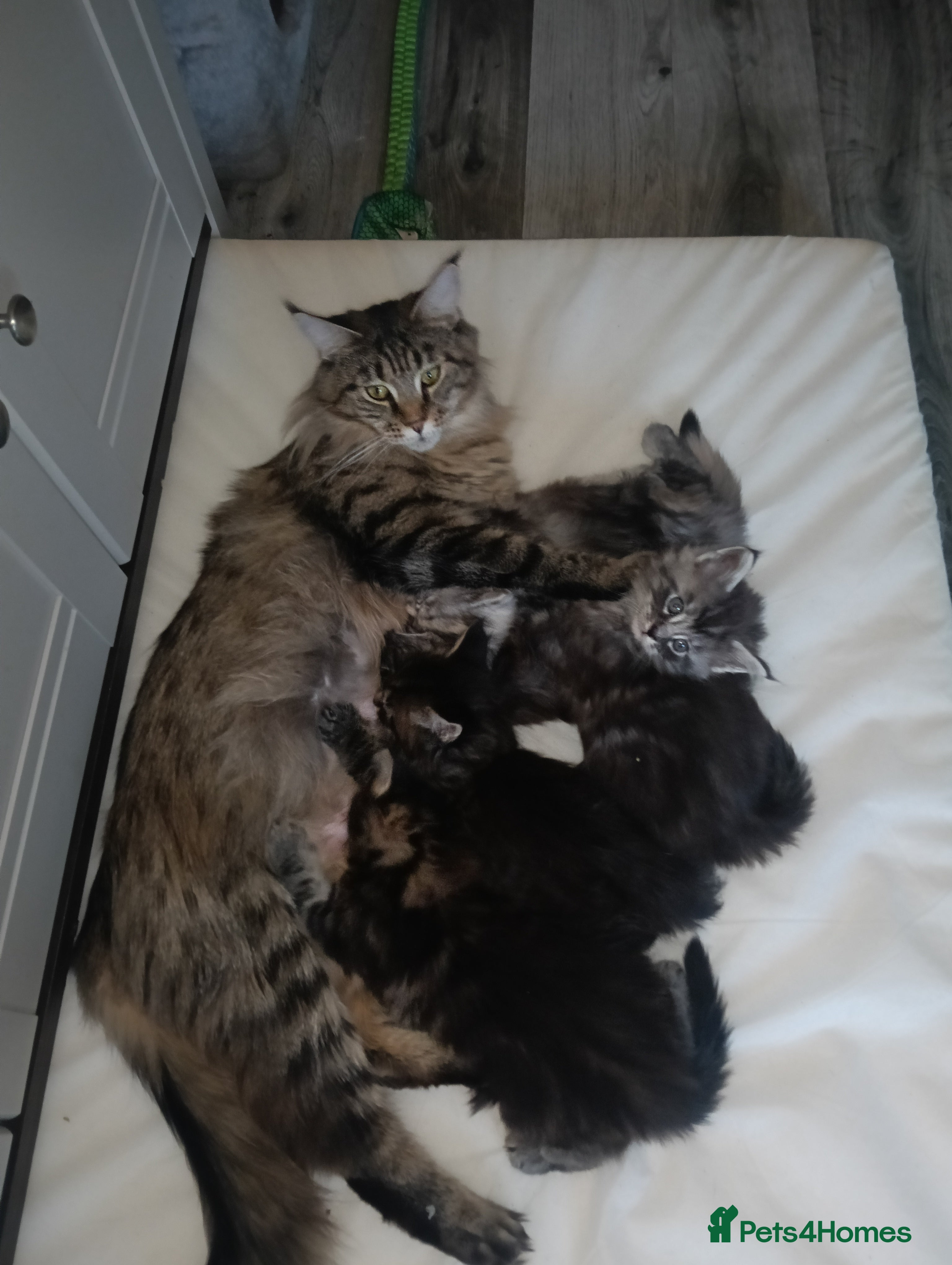 Maine Coon cats Maine coon kittens  - Advert 1