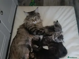 Maine Coon cats Maine coon kittens - Advert 1