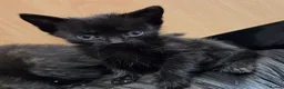 Domestic Shorthair cats for sale: 5 Beautiful female kittens for sale  - Advert 3