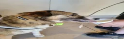 Mixed Breed dogs for adoption: Doucia for adoption in Hastings - Advert 9