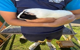 Guinea Pig rodents for sale: Two male guinea pigs  - Image 9