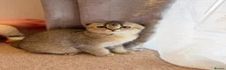 Scottish Fold cats for sale: 🐱✨ Beautiful Golden Scottish Fold Kitten - Advert 17