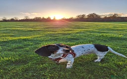 Miniature Dachshund dogs for sale: Miniature Dachsund  - Advert 2