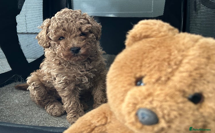 Maltipoo dogs Adorable tiny Maltipoo - Advert 1