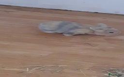 Mini Lop rabbits for sale: Beautiful lops for sale  - Image 7
