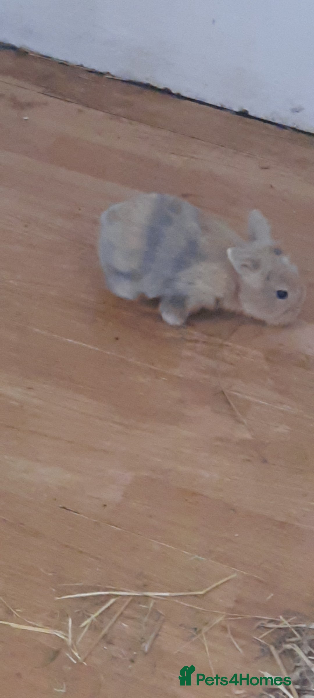 Mini Lop rabbits for sale: Beautiful lops for sale  - Image 7