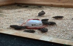 Quail poultry for sale: Japanese Quail  - Image 1