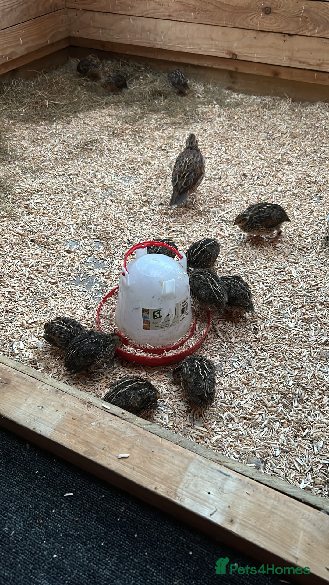 Quail poultry for sale: Japanese Quail  - Image 1