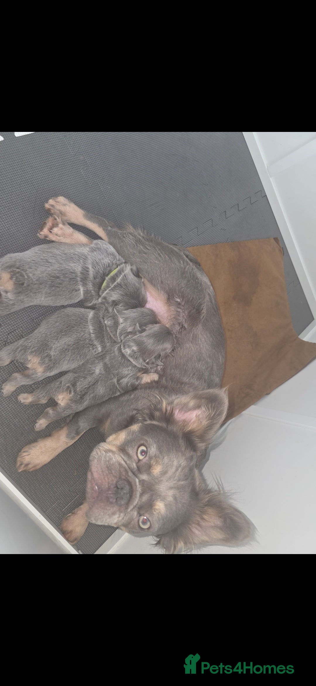 French Bulldog dogs for sale:  🐾Fluffy French Bulldog Isabella&Tan Boys🐾 - Image 7