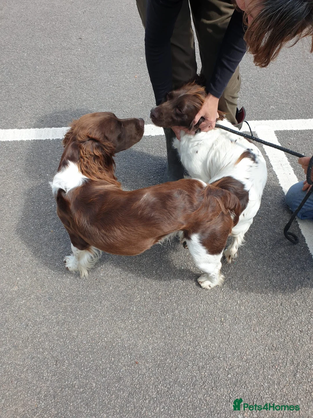 English Springer Spaniel dogs for stud: Working English Springer Spaniel Stud Health Test in Chelmsford - Advert 21