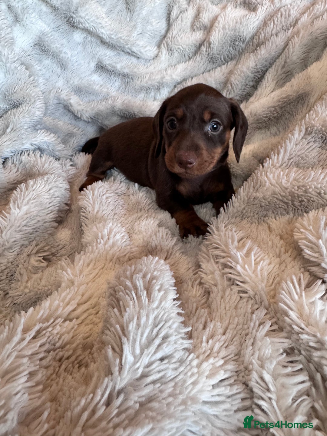 Dachshund dogs for sale: Dachshund Miniature  - Image 23