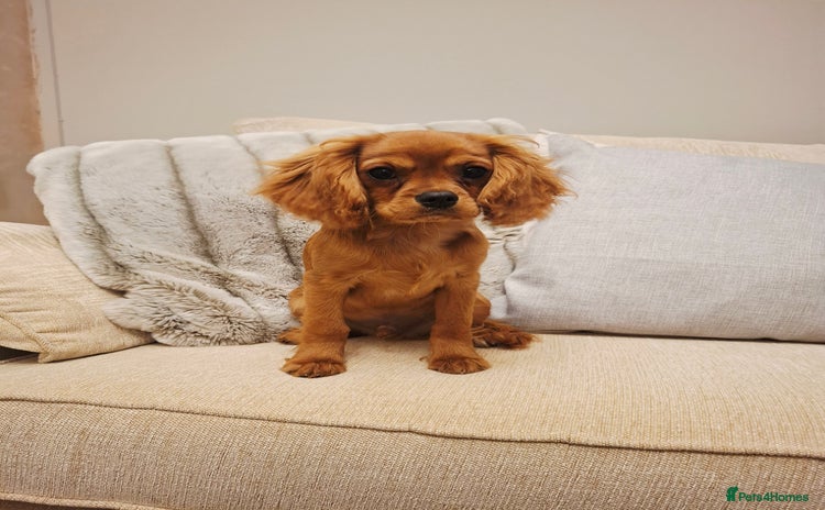 Cavalier King Charles Spaniel dogs - Advert 1