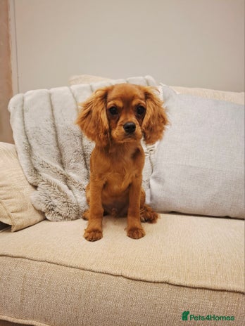 Cavalier King Charles Spaniel dogs - Advert 1