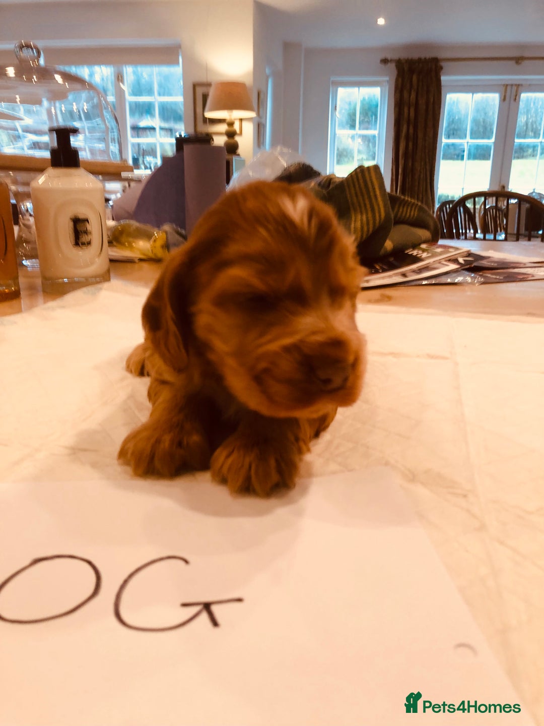 Cocker Spaniel dogs for sale: GORGEOUS COCKER SPANIEL PUPPIES - Advert 3
