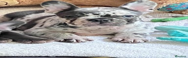 French Bulldog Puppy 3