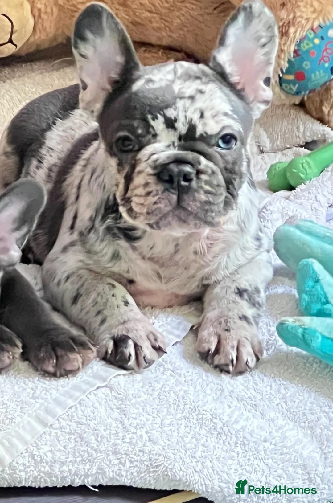 French Bulldog dogs for sale: KC registered French Bulldog Girl  & 1 Boys 🐶❤️ - Advert 21