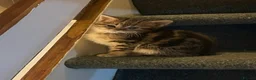 Domestic Shorthair cats for sale: Tabby kittens  - Advert 7