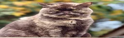 British Shorthair cats for sale: Beautiful Kittens - Advert 2