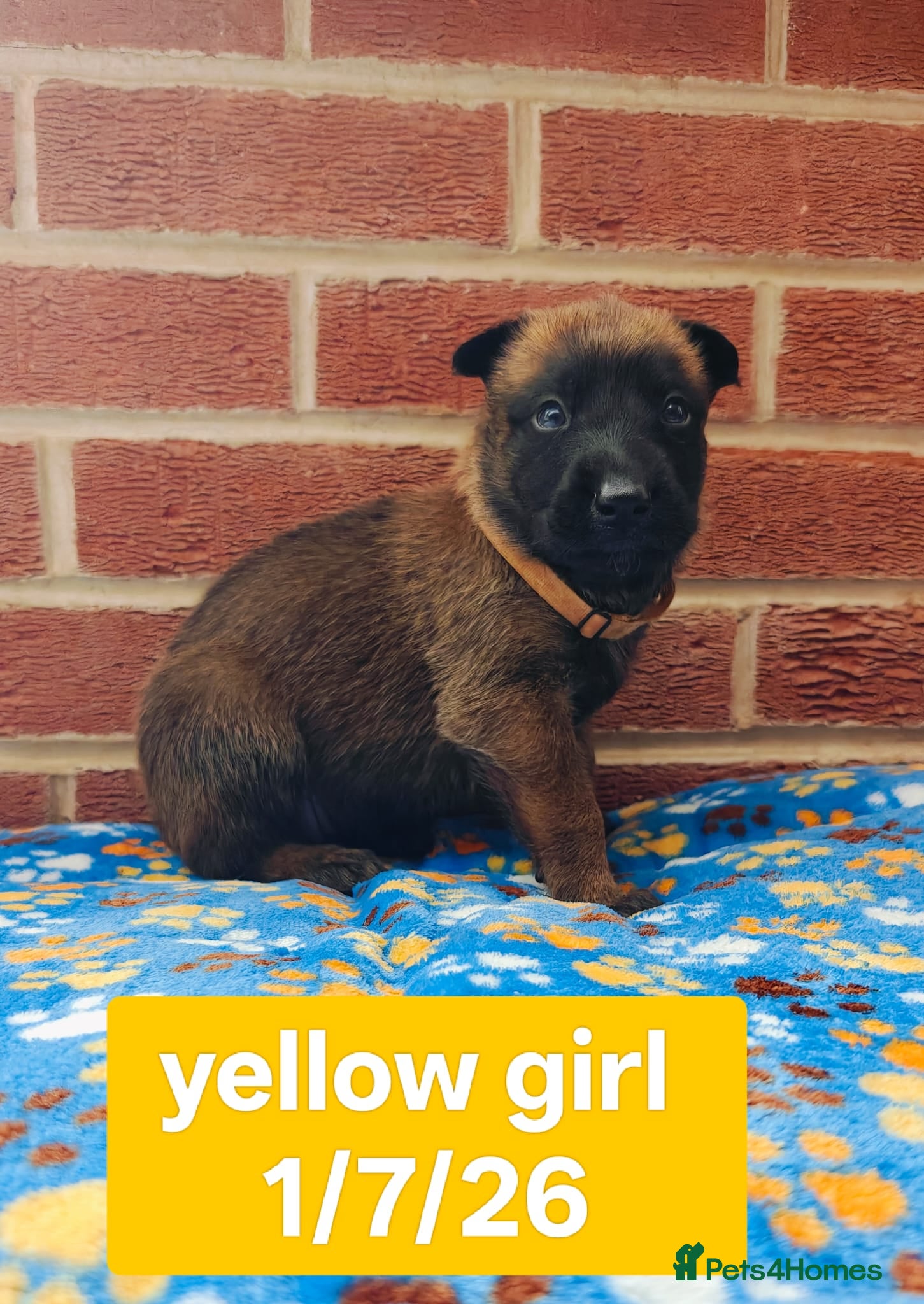 Belgian Shepherd Dog dogs Quality KC Registered Belgian Shepherd Malinois  - Advert 2