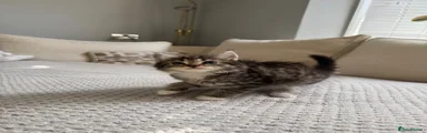 Mimi