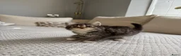 Mixed Breed cats for sale: 6 gorgeous kittens for sale - Advert 24