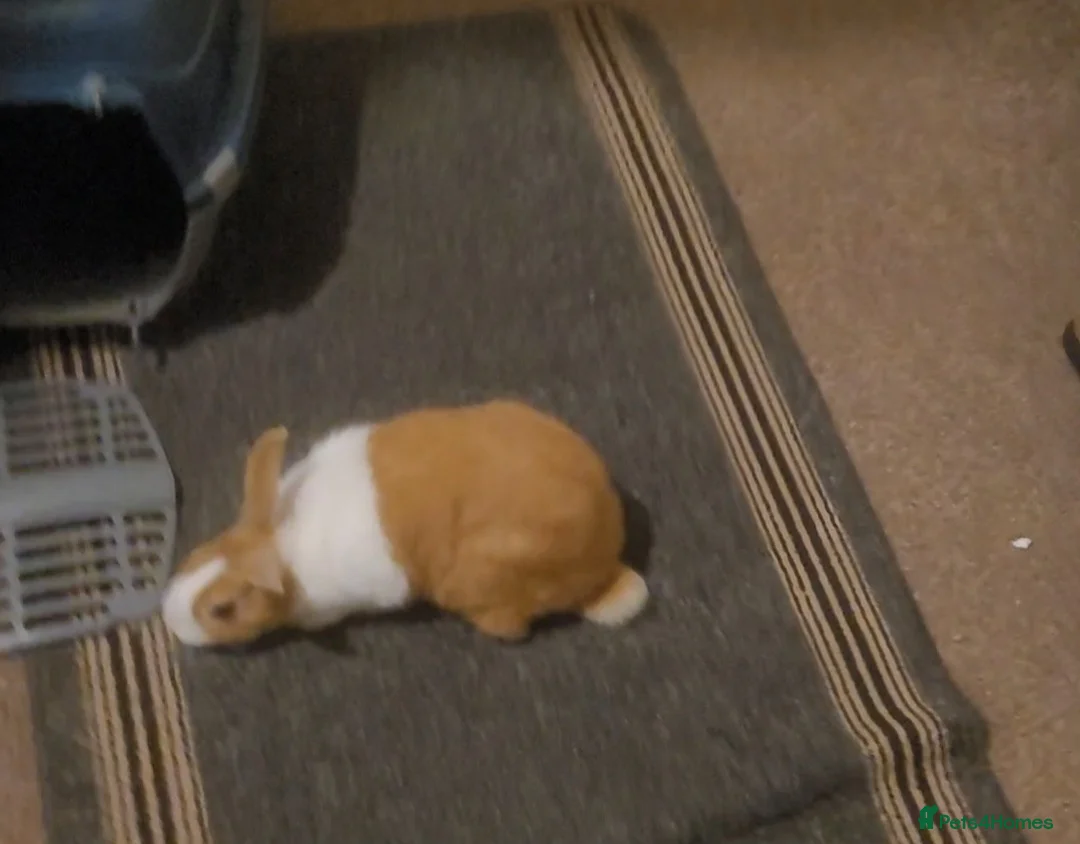 Dutch rabbits for sale: Dutch doe for sale - Advert 5