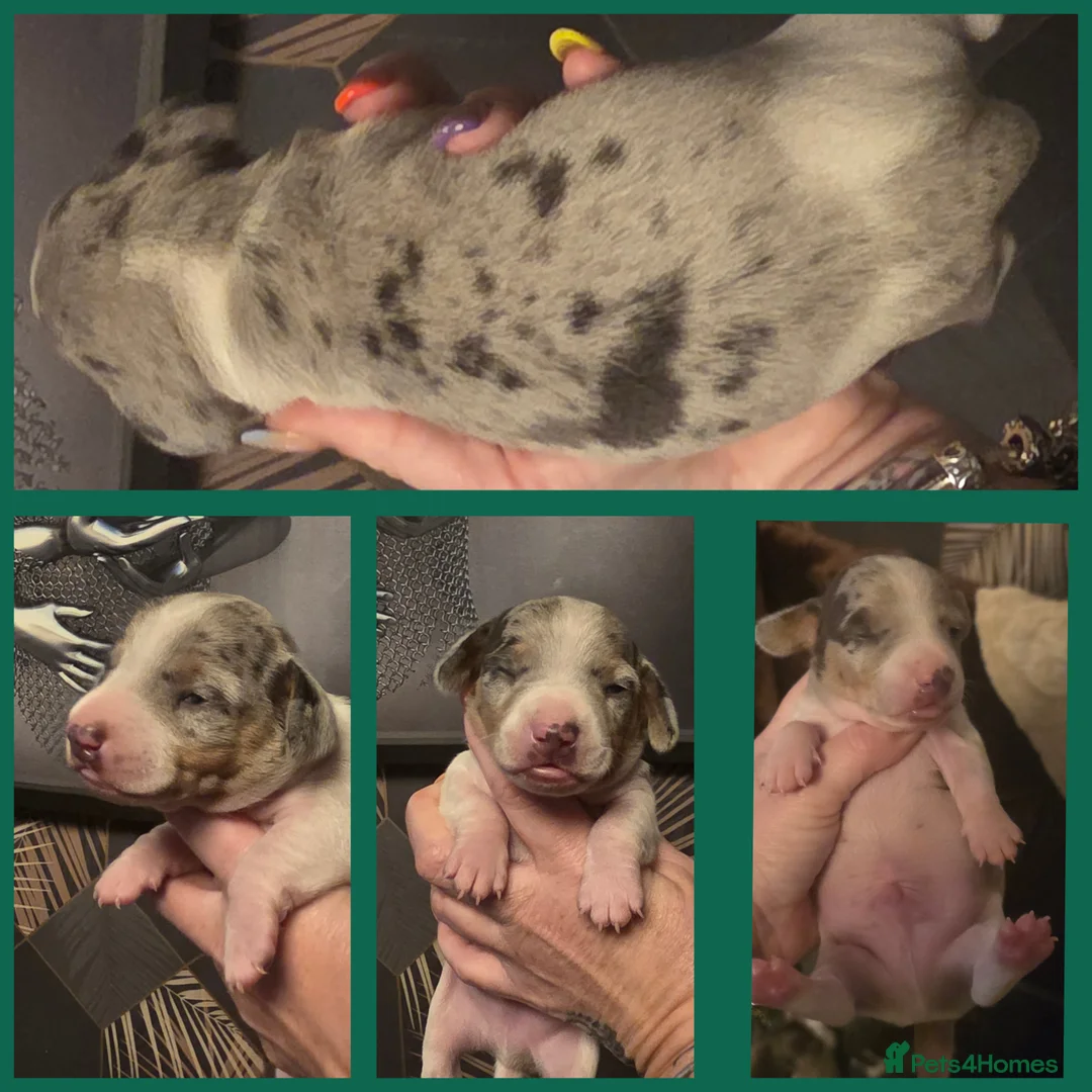 Dachshund dogs for sale: Mini dashunds puppies - Advert 20