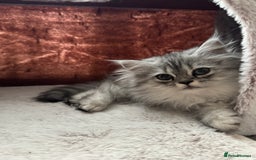 Persian cats for sale: Super cute Persian chinchilla kittens for Sale - Image 8
