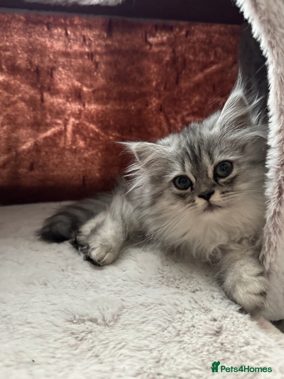 Persian cats for sale: Super cute Persian chinchilla kittens for Sale - Image 8