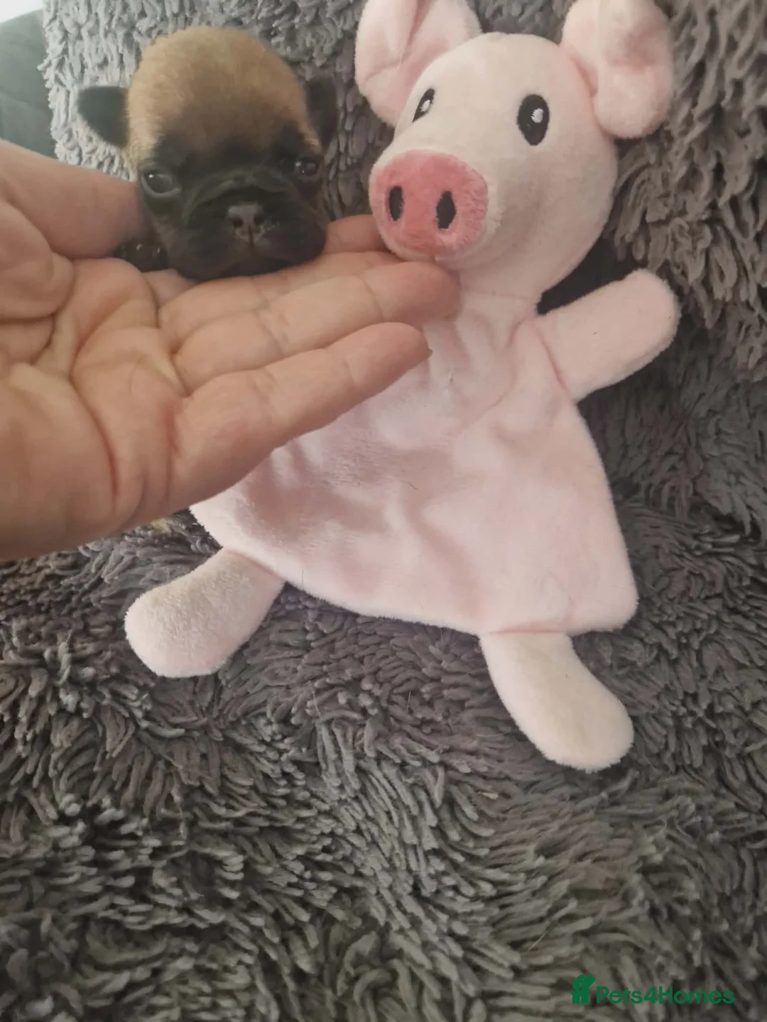 French Bulldog dogs for sale: 7 Beautiful full pedigree French bulldog puppies - Advert 2