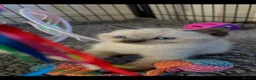 Ragdoll cats for sale: Beautiful full pedigree Ragdoll kittens Seal Blue in Hove - Advert 24