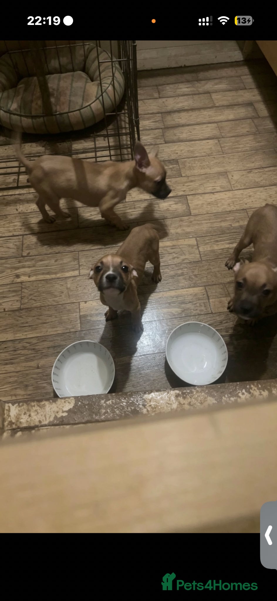Mixed Breed dogs 3 10 week old pups  - Advert 5