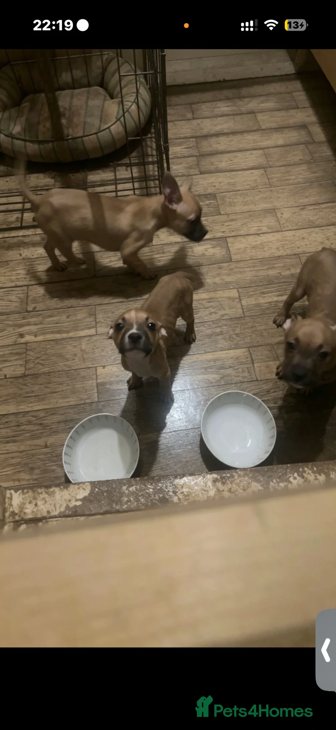 Mixed Breed dogs for sale: 3 10 week old pups  in London - Advert 1