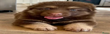 Nutmeg